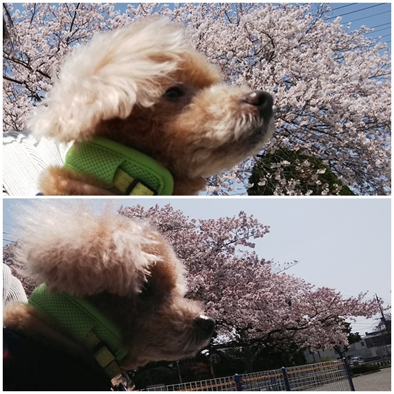 桜Haro.jpg